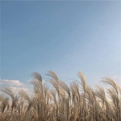 05版评论 - 当好小麦高产的“田保姆”（中国道路中国梦·奋力跑好历史的接力棒）